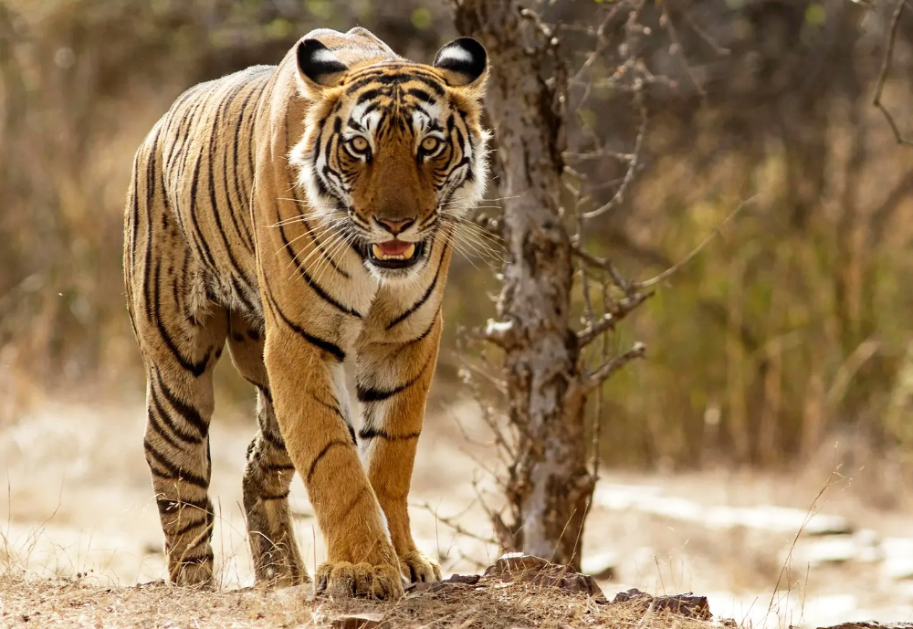 Golden Triangle Tour with Ranthambore