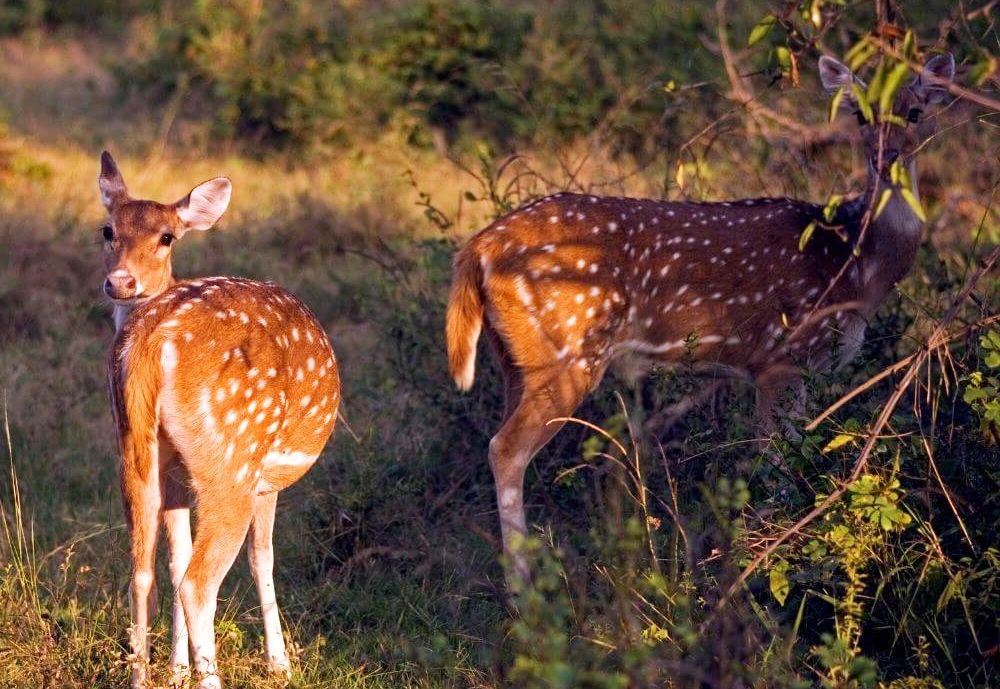 Rajasthan Wildlife Tour