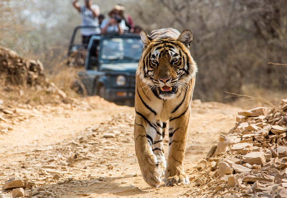 Jaipur Ranthambore Same Day Tour